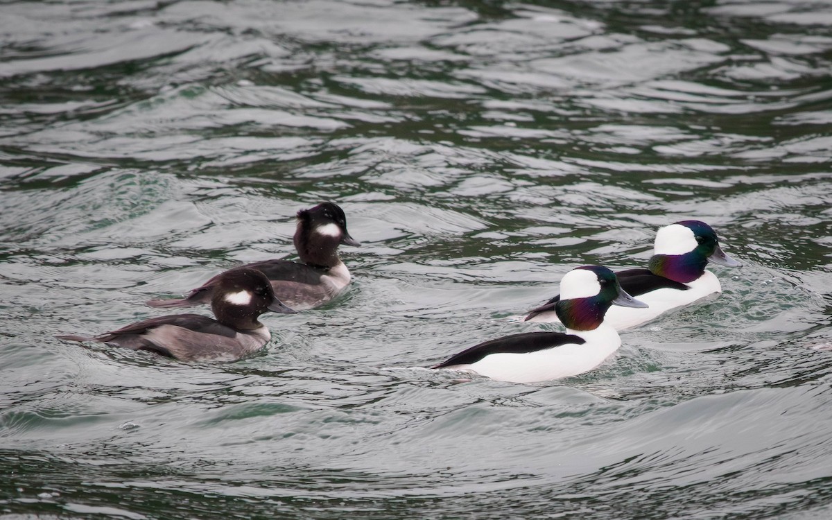 Bufflehead - ML646473735