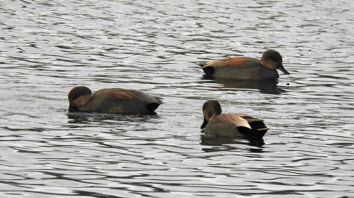 赤膀鴨 - ML646473736