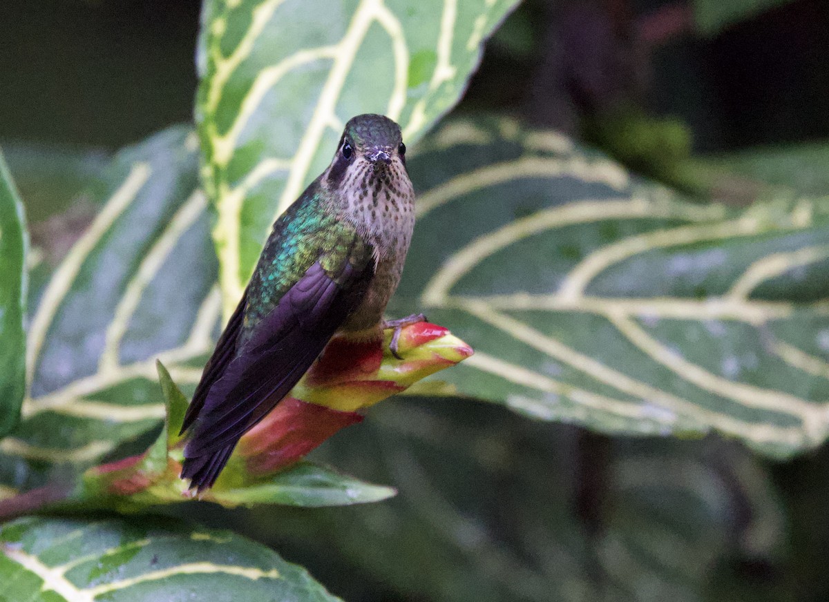 Speckled Hummingbird (melanogenys Group) - ML646473737