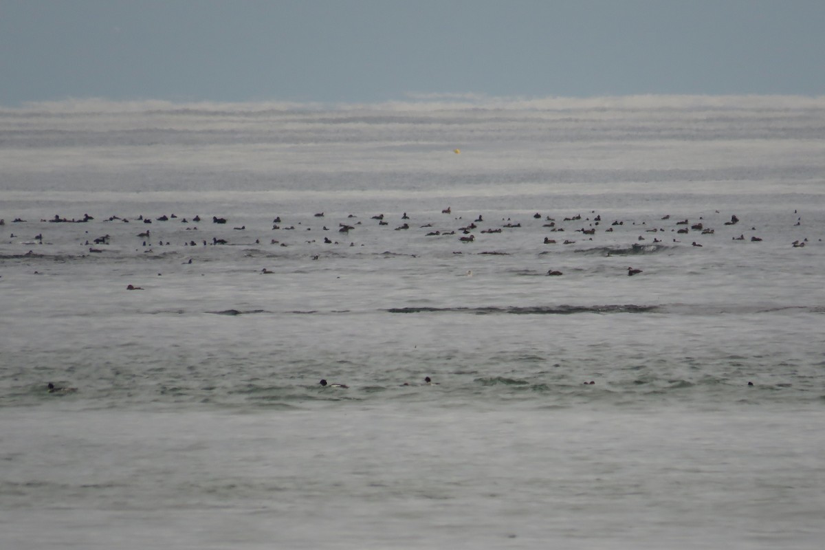 Black Scoter - ML646473738