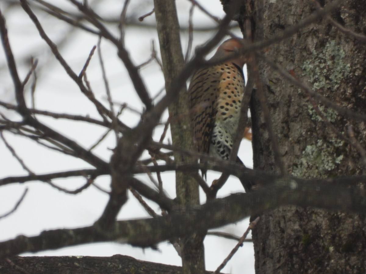 Northern Flicker - ML646473740