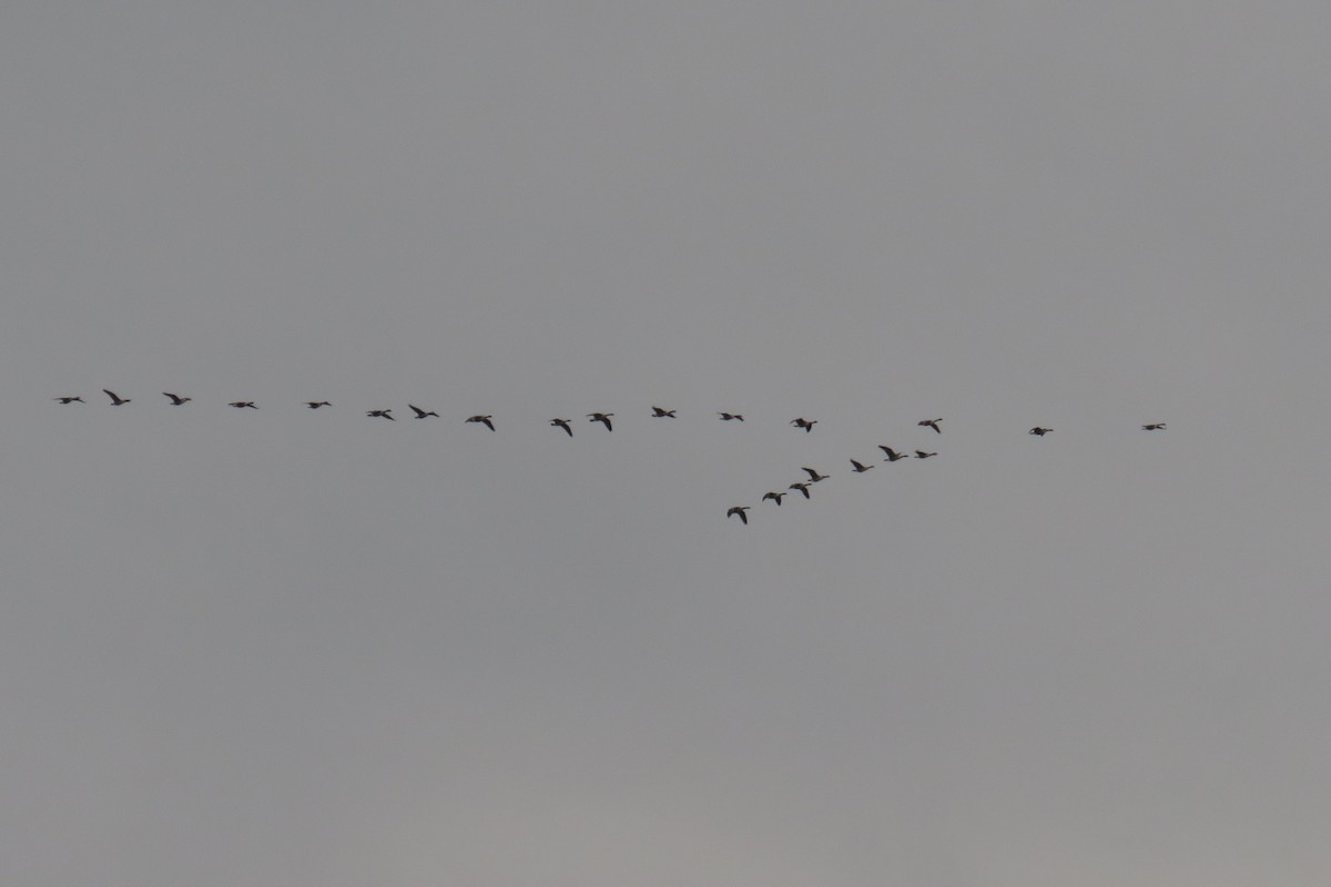 Canada Goose - ML646473741