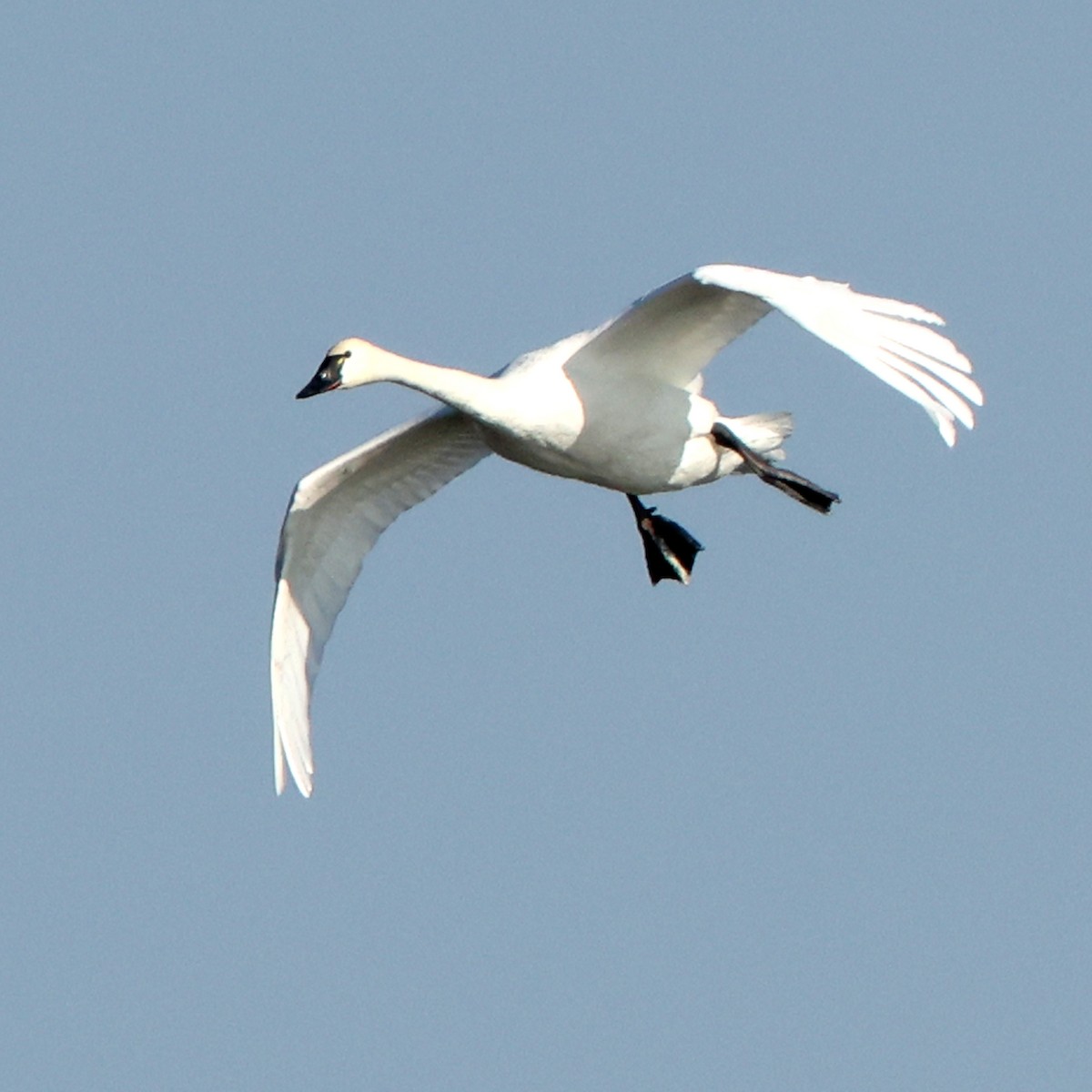 Tundra Swan - ML646473742