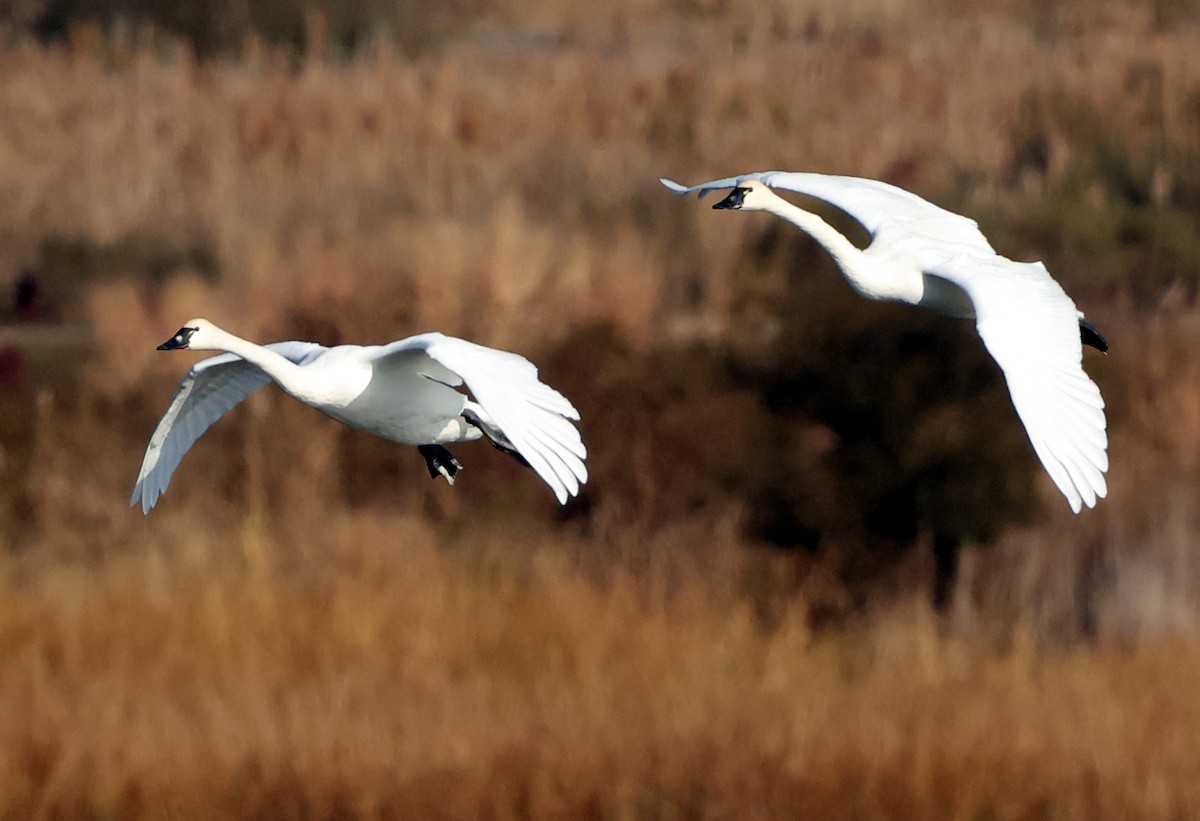 小天鵝 - ML646473743