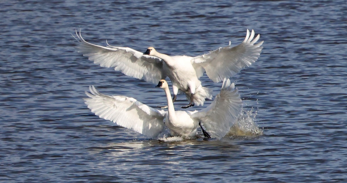 小天鵝 - ML646473744