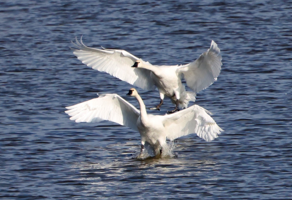 小天鵝 - ML646473746