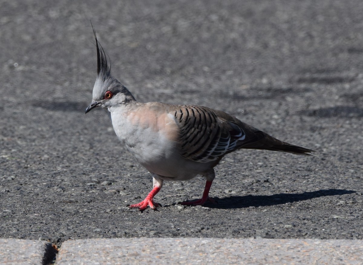 Crested Pigeon - ML646473747