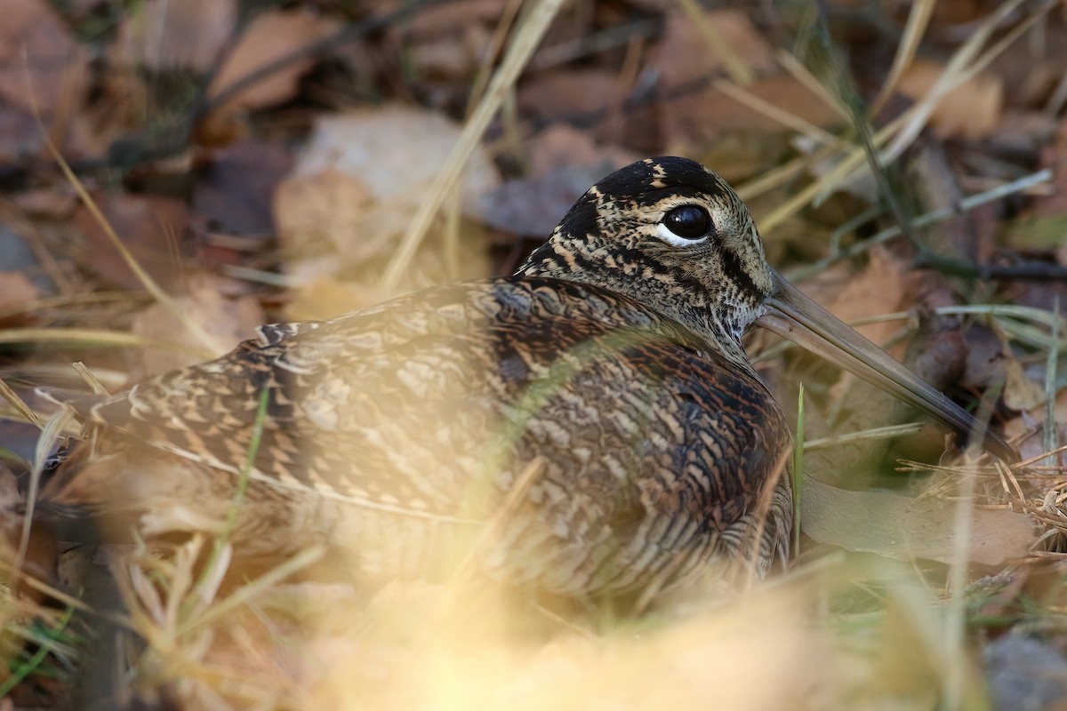 山鷸 - ML646473748