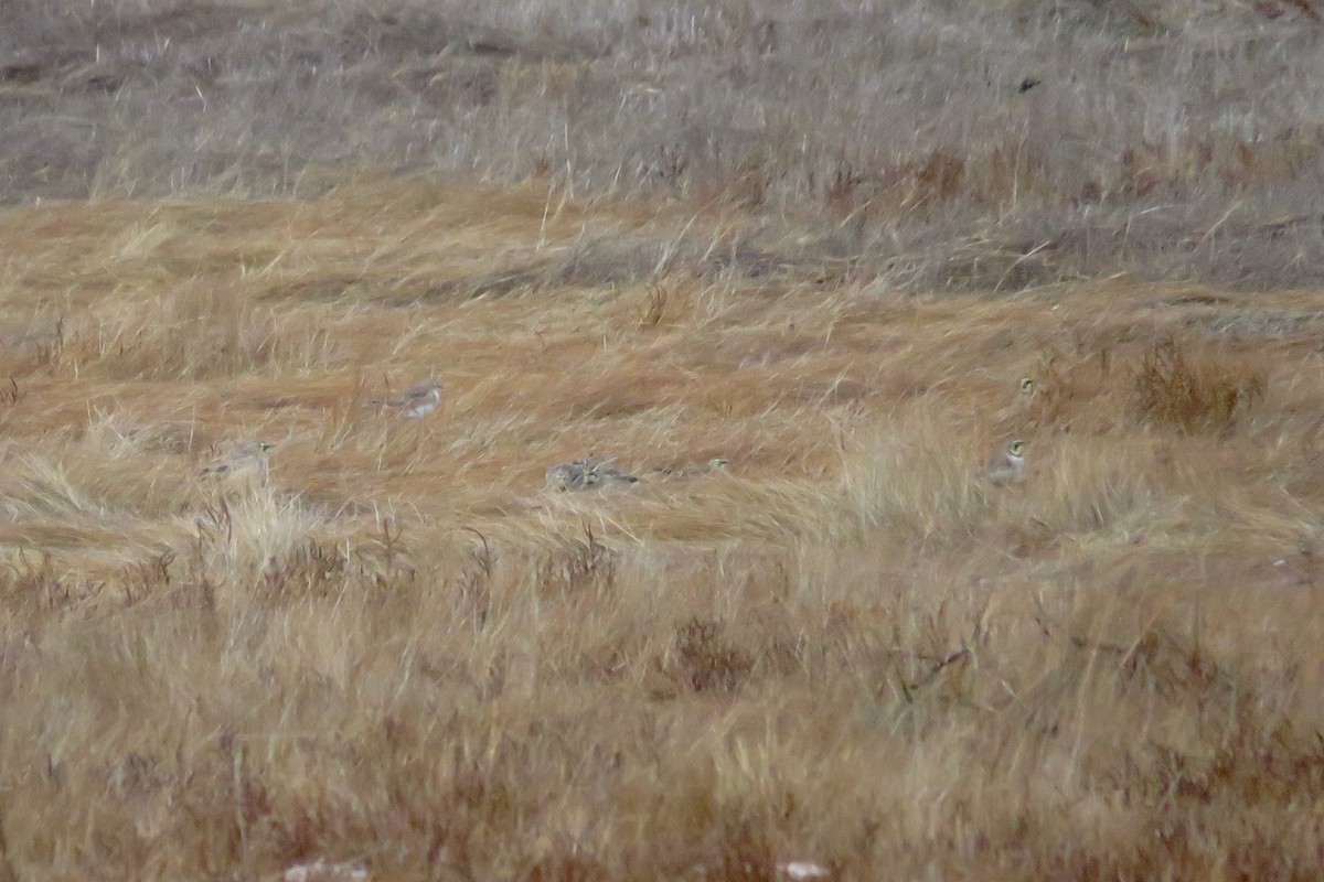 Horned Lark - ML646473750