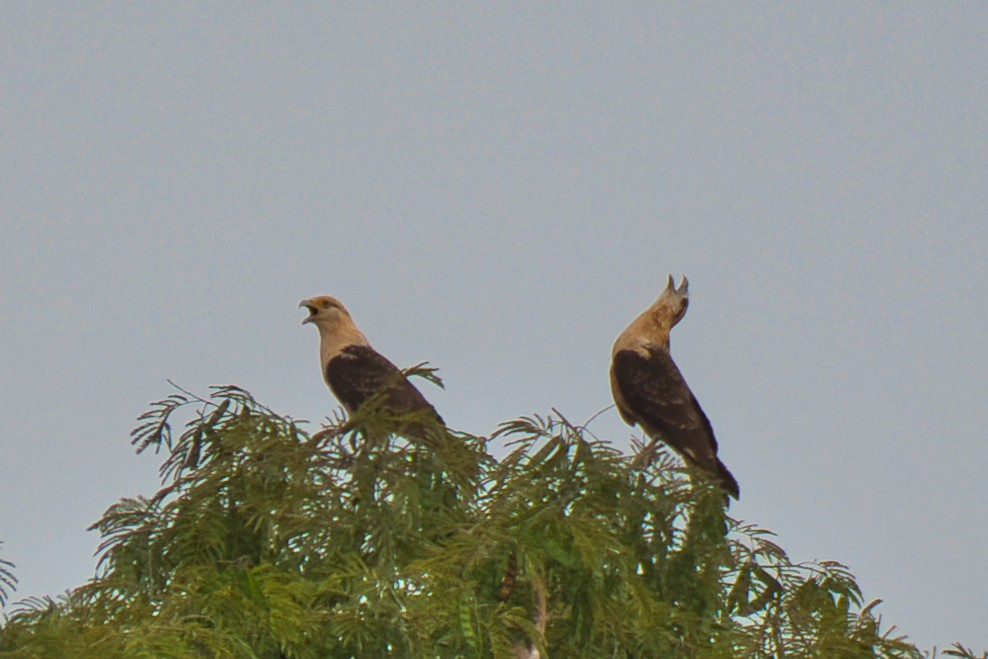 Yellow-headed Caracara - ML646473751