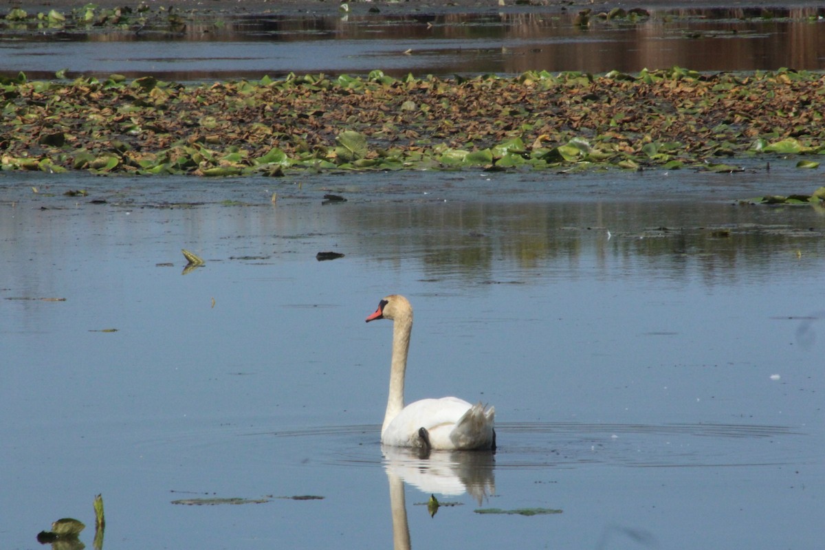 疣鼻天鵝 - ML646473753