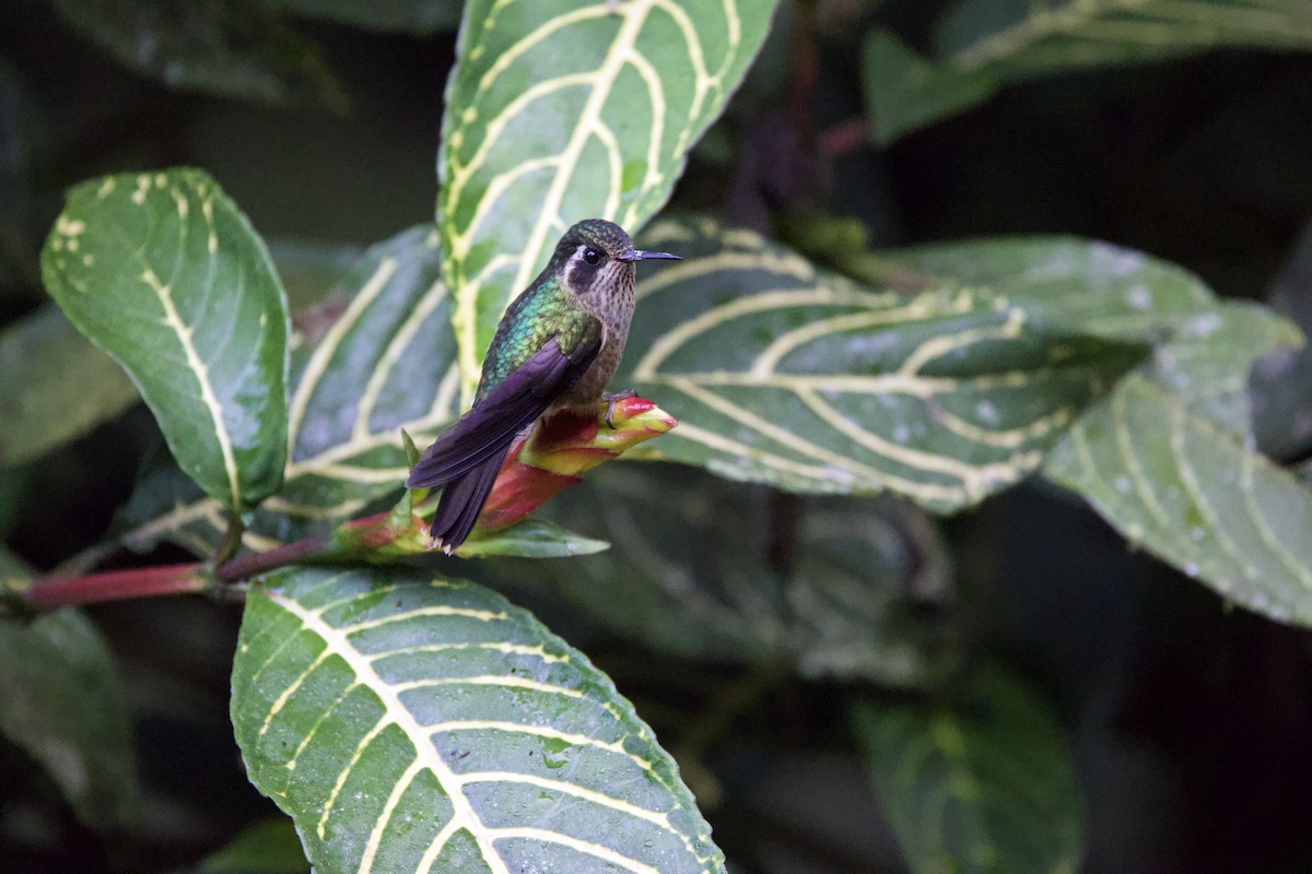 Speckled Hummingbird (melanogenys Group) - ML646473754