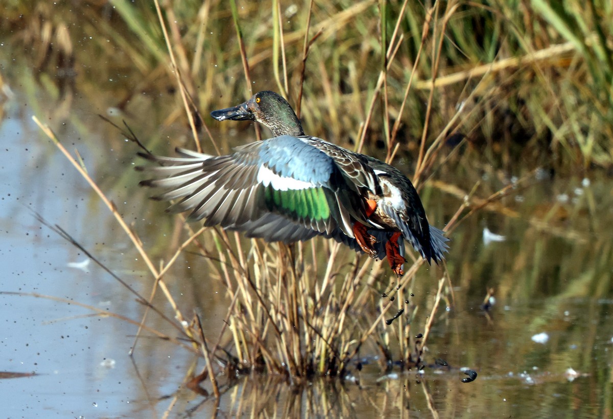 琵嘴鴨 - ML646473756