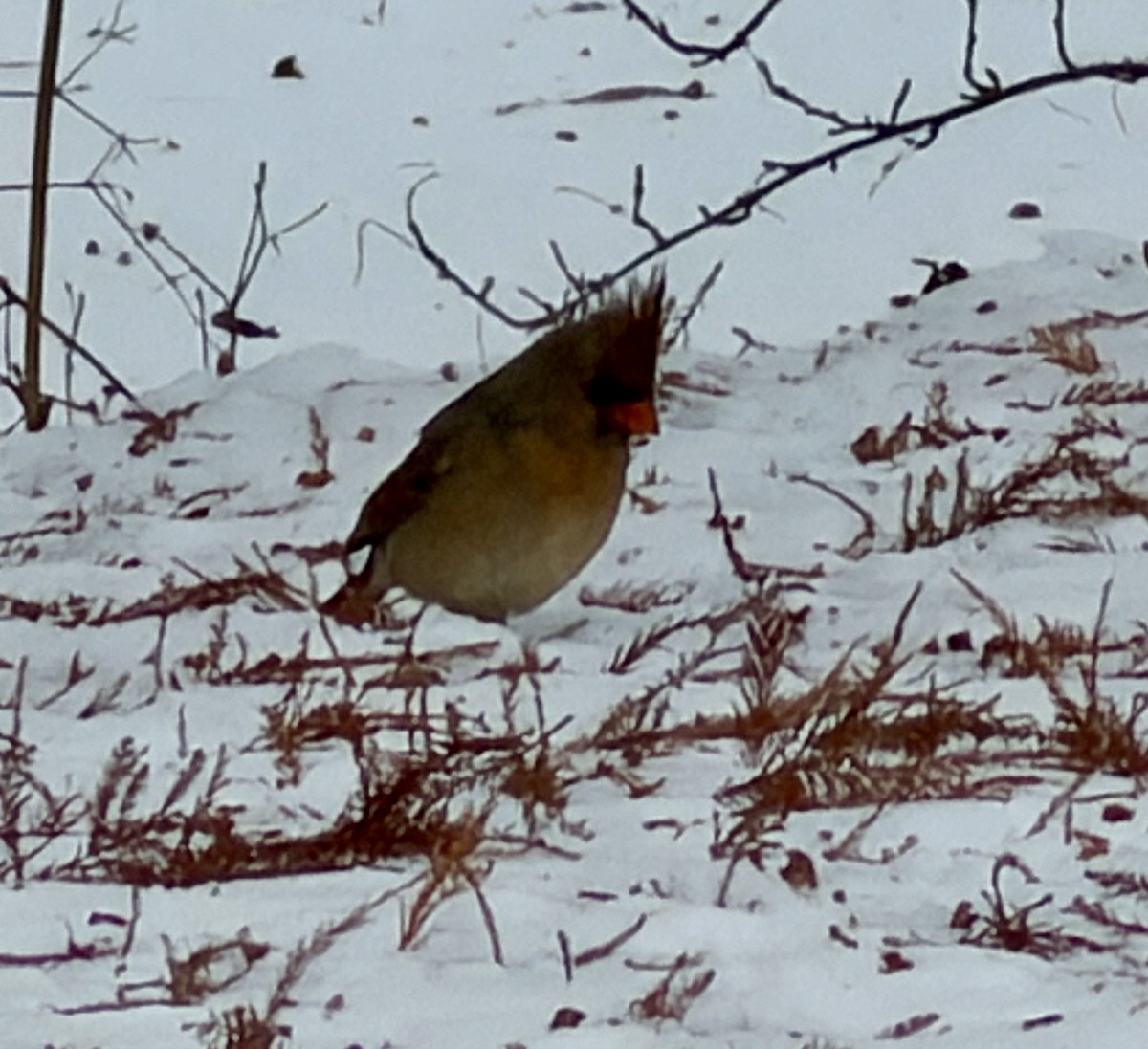 Northern Cardinal - ML646473758