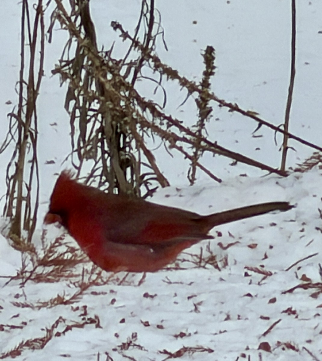 Northern Cardinal - ML646473759
