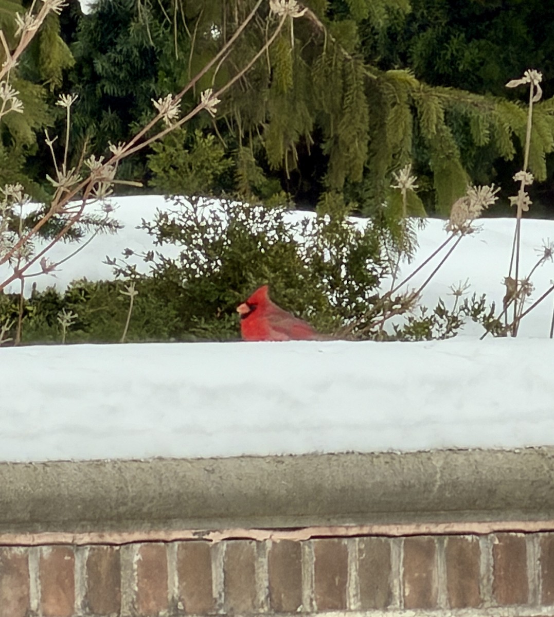 Northern Cardinal - ML646473762