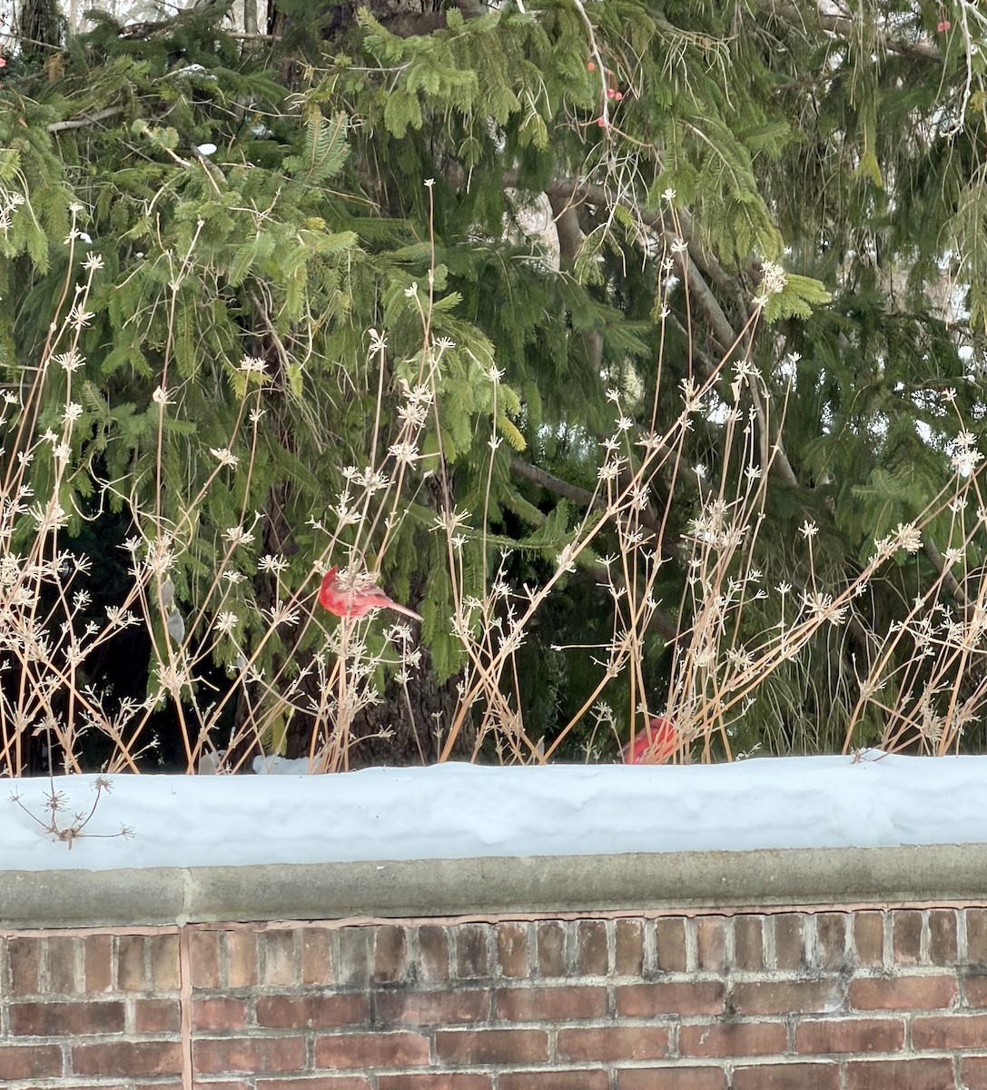 Northern Cardinal - ML646473763