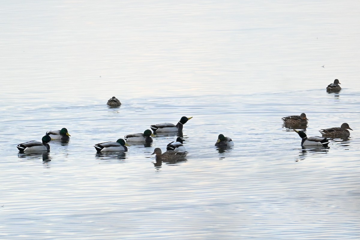 stokkand - ML646473764