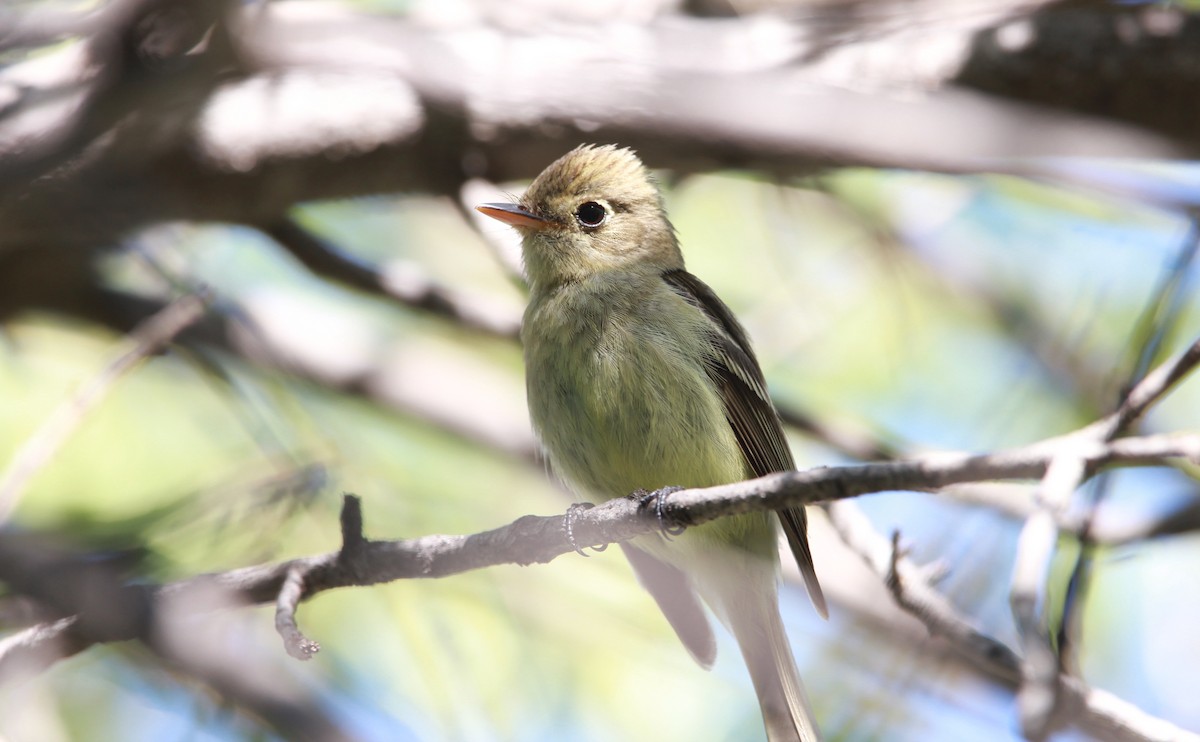 Western Flycatcher - ML646473766