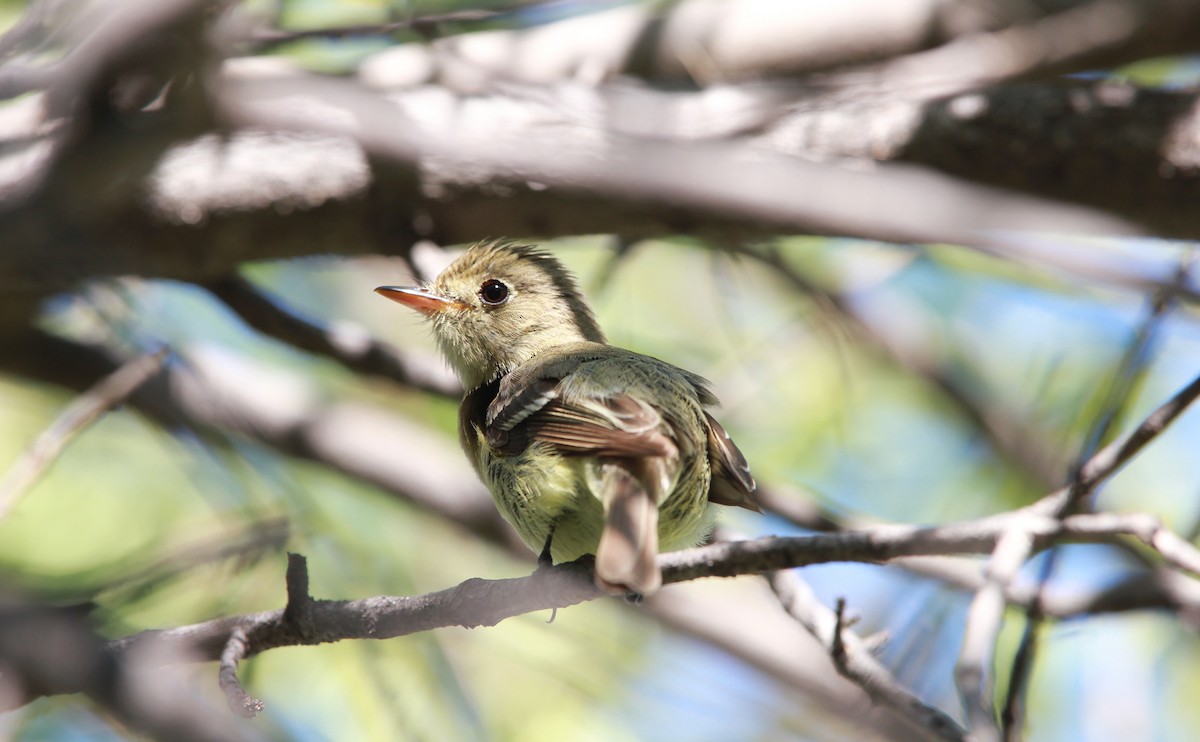 Western Flycatcher - ML646473767