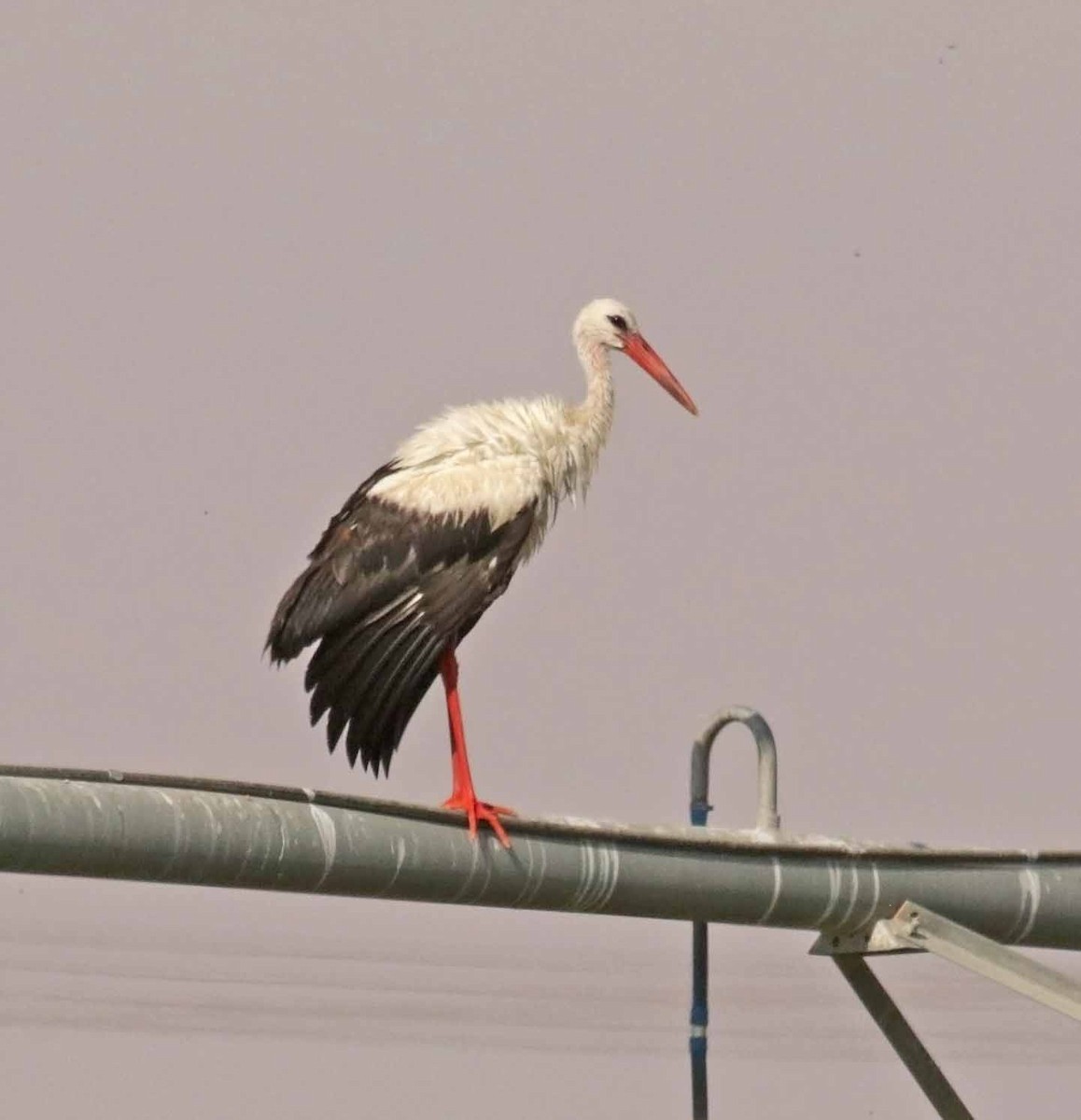 Cigogne blanche - ML646473772