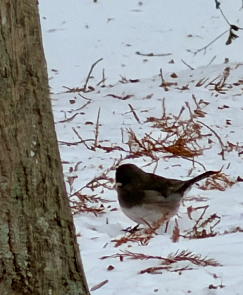 Dark-eyed Junco - ML646473774