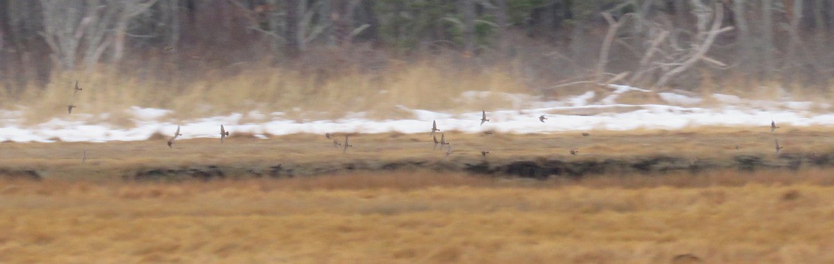 Hegatxabal adarduna - ML646473775