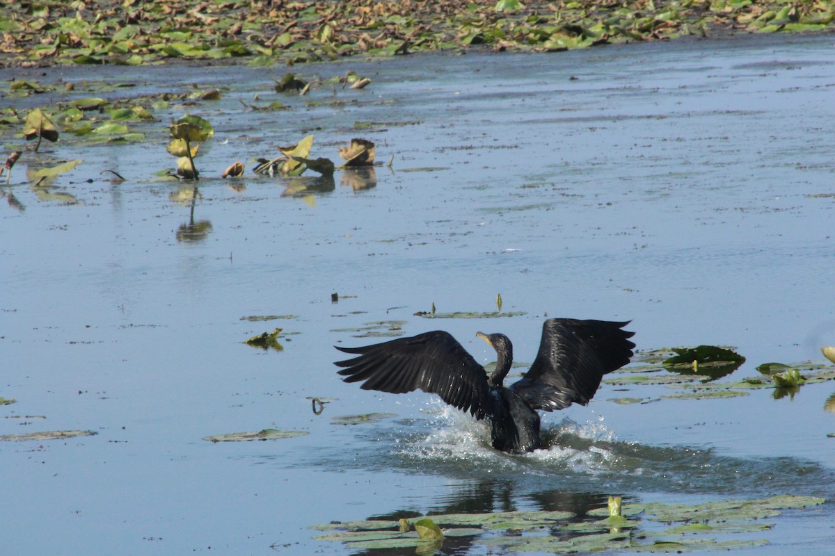 Double-crested Cormorant - ML646473776