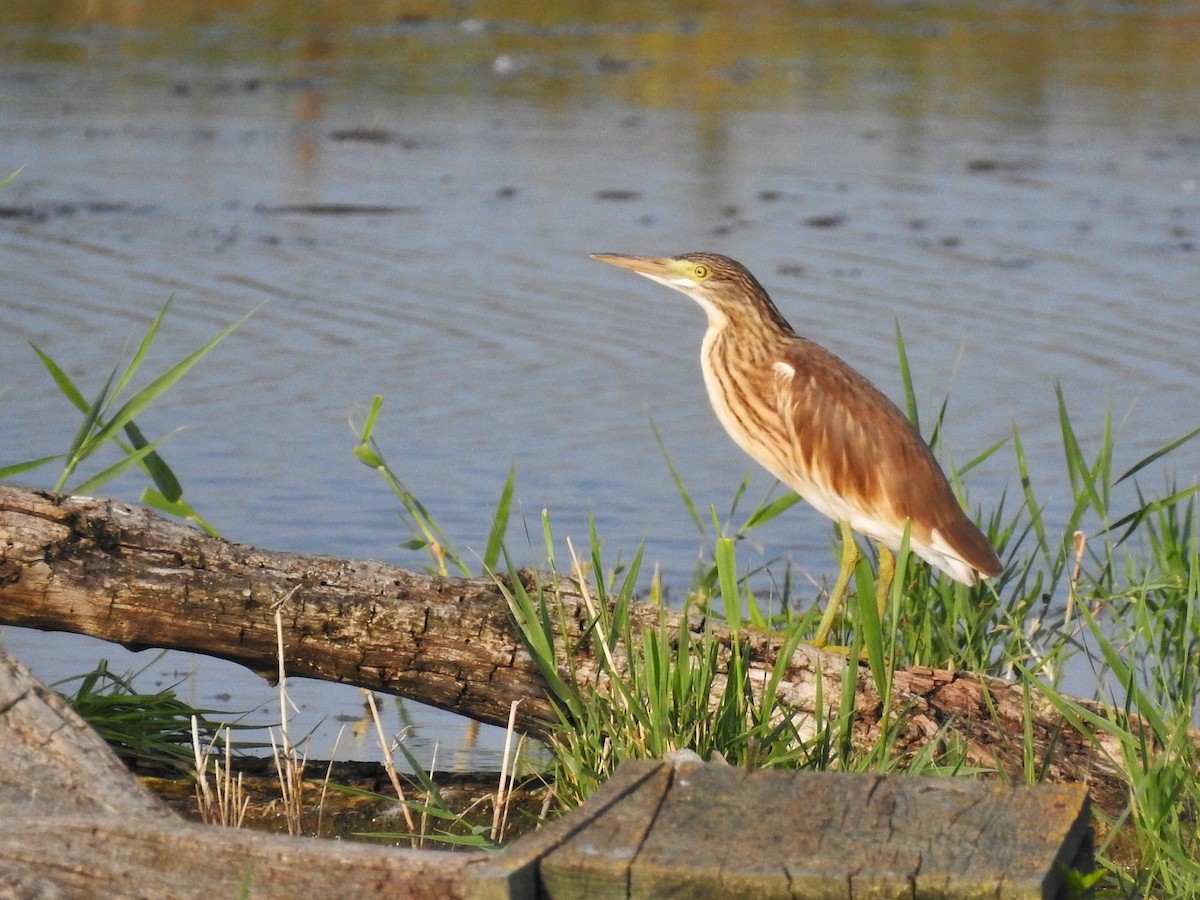 Squacco Heron - ML646473779