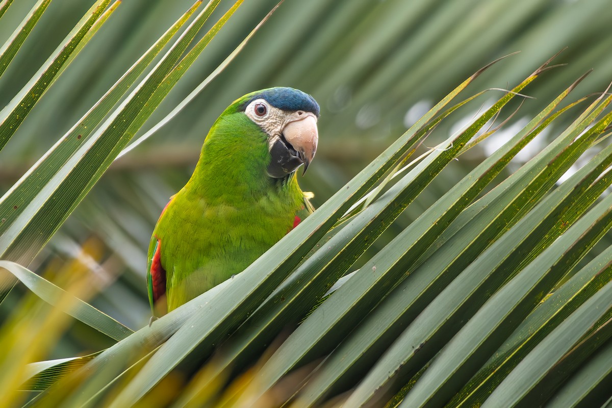 Red-shouldered Macaw (Southern) - ML646473780
