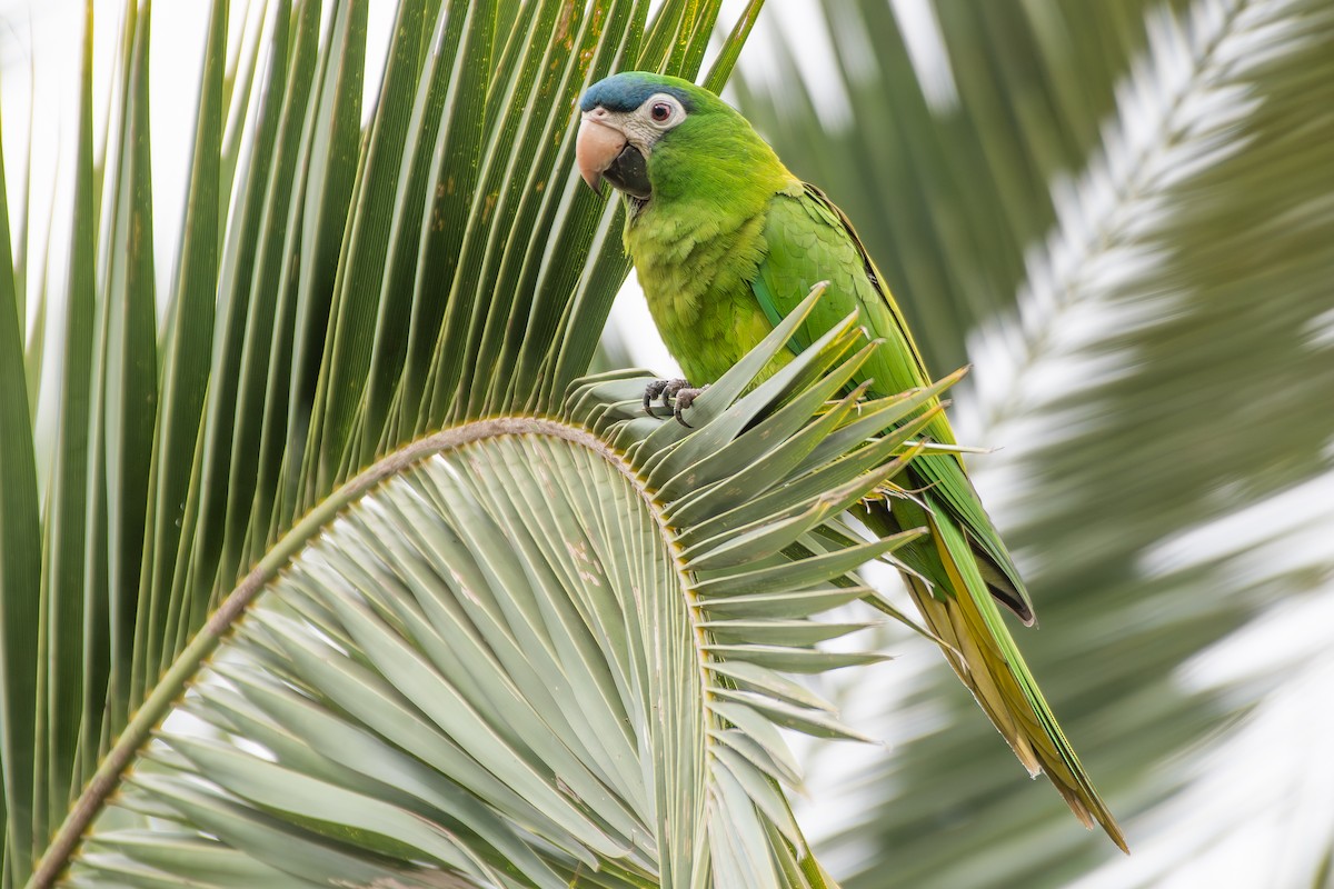 Red-shouldered Macaw (Southern) - ML646473781