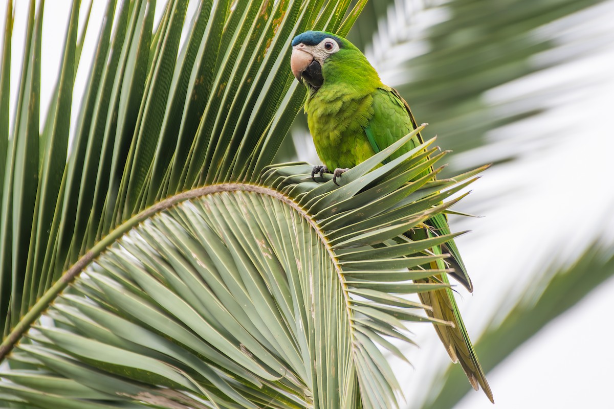 Red-shouldered Macaw (Southern) - ML646473782