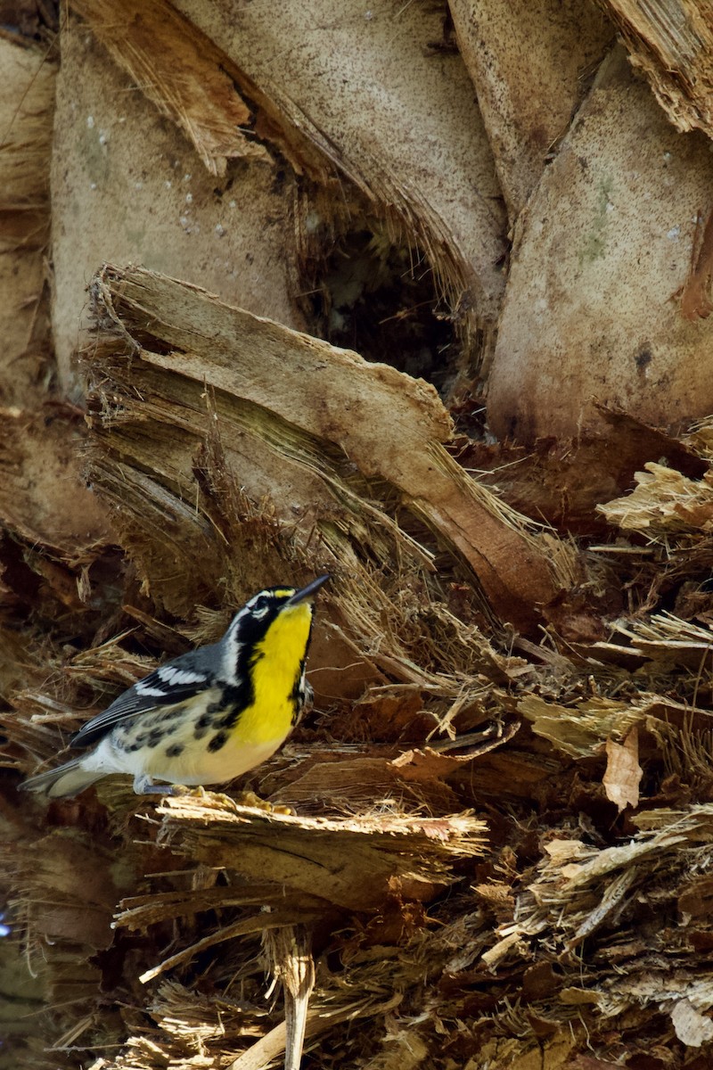 Goldkehl-Waldsänger - ML646473785