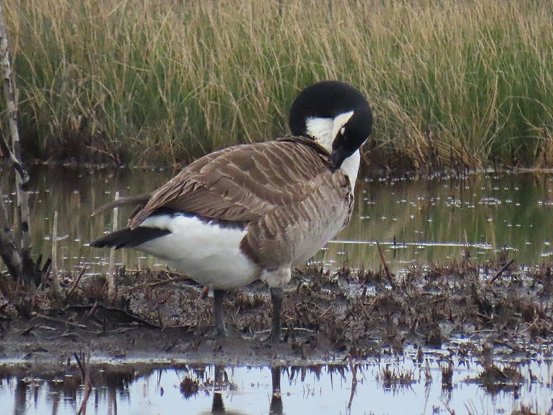 Oca canadese maggiore - ML646473786