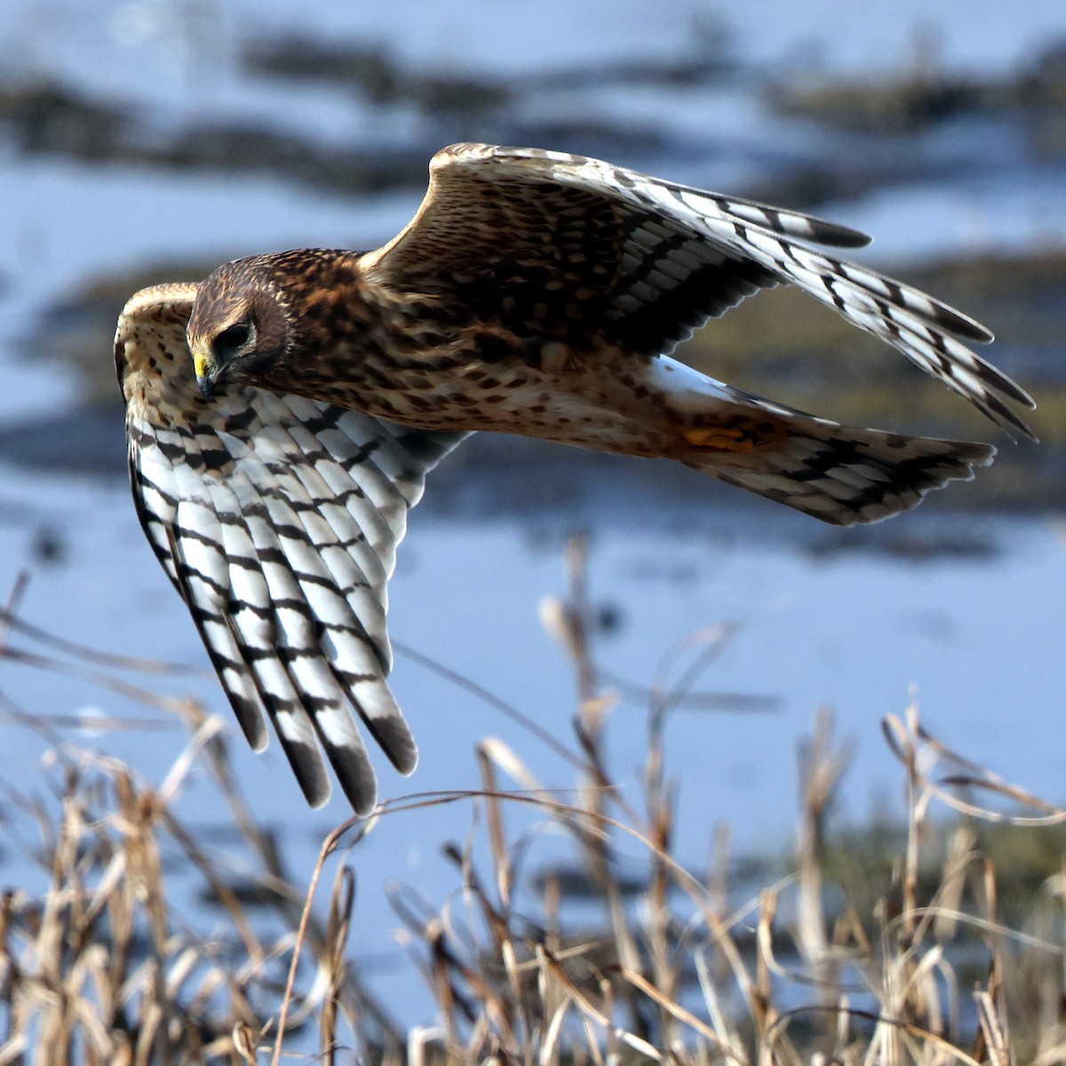 Northern Harrier - ML646473787