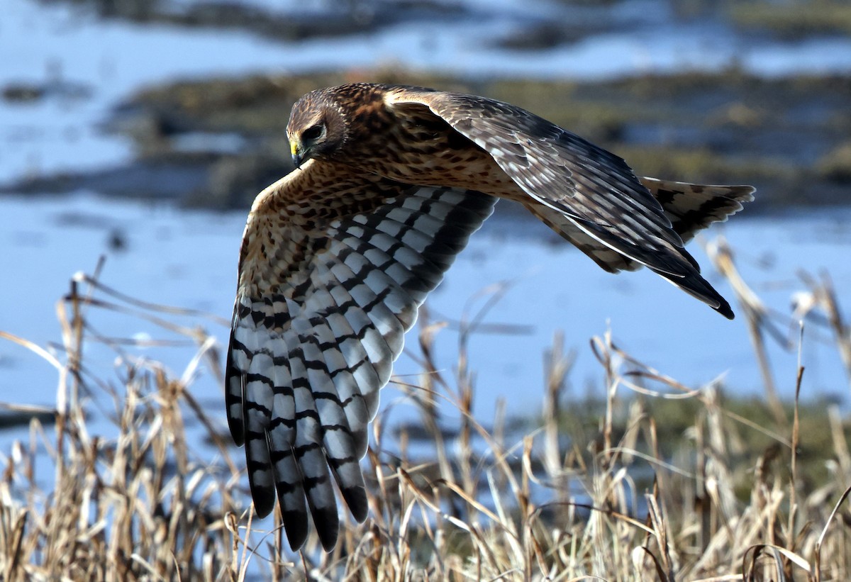 Northern Harrier - ML646473788