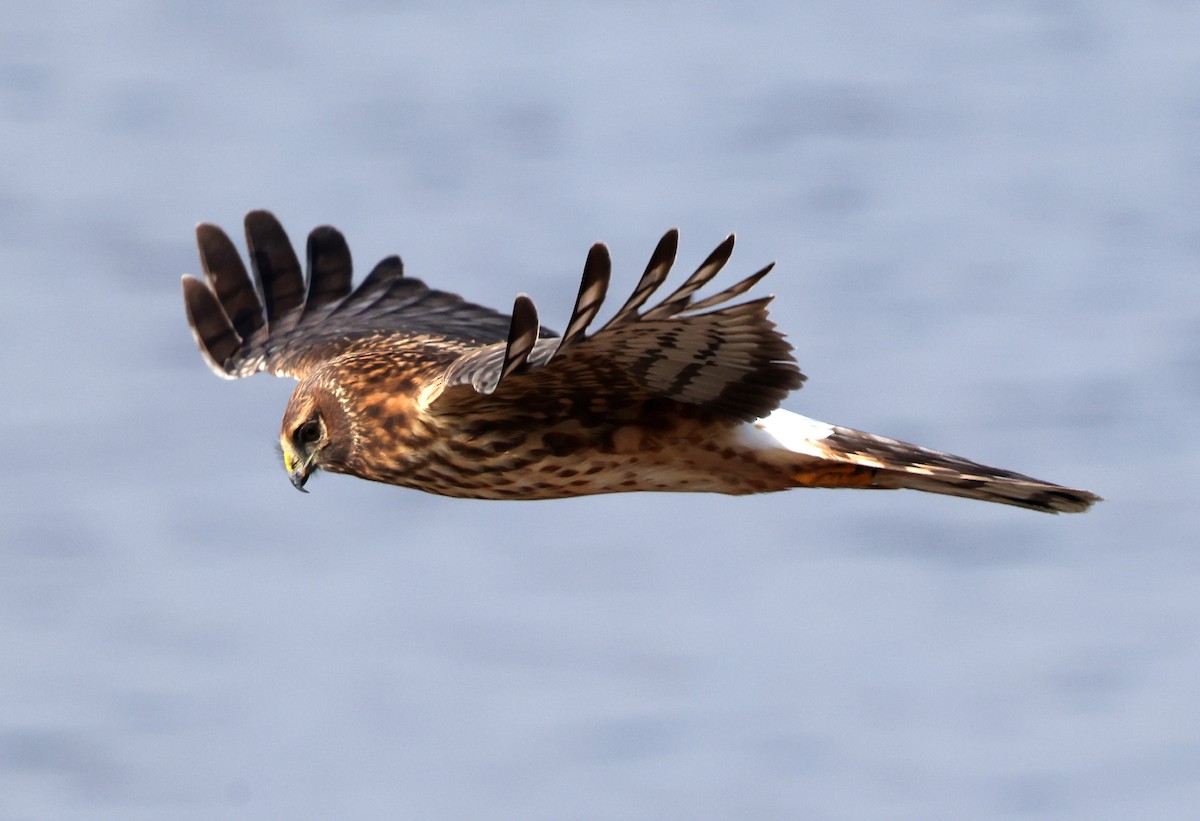 Northern Harrier - ML646473789