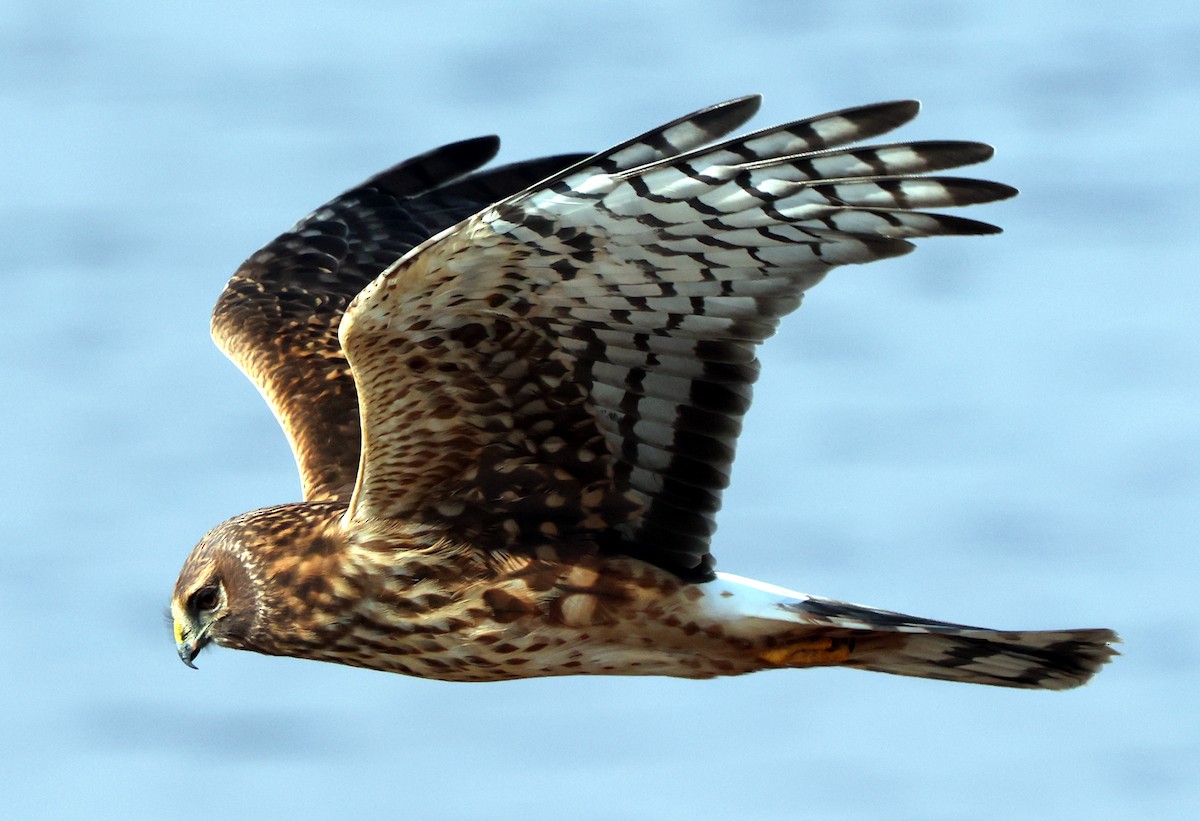 Northern Harrier - ML646473790
