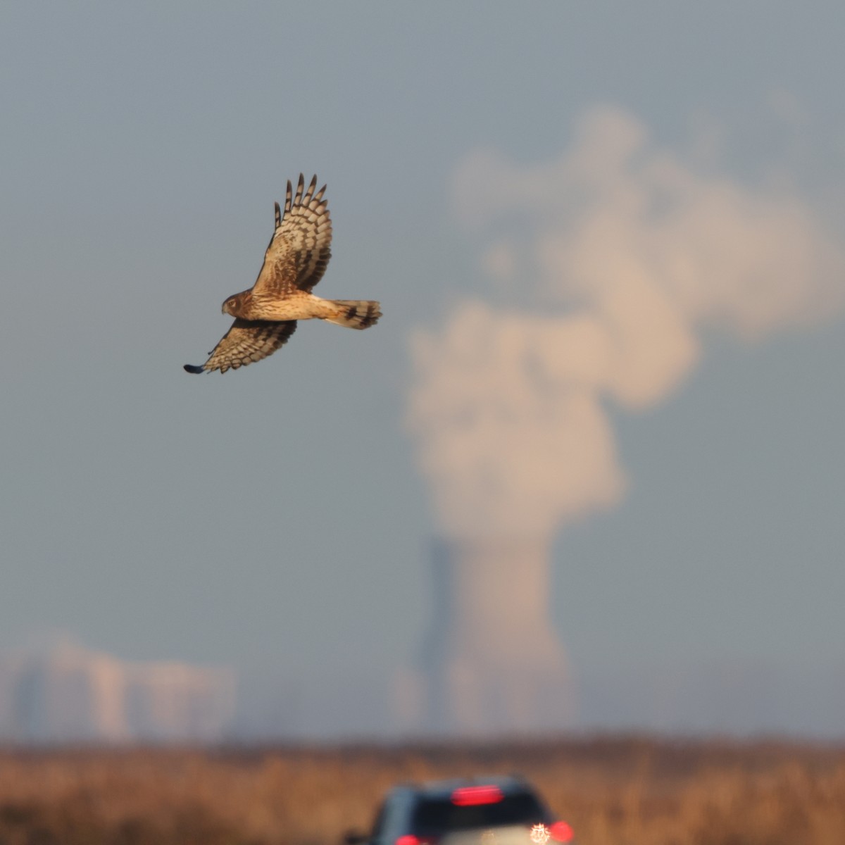 Northern Harrier - ML646473791
