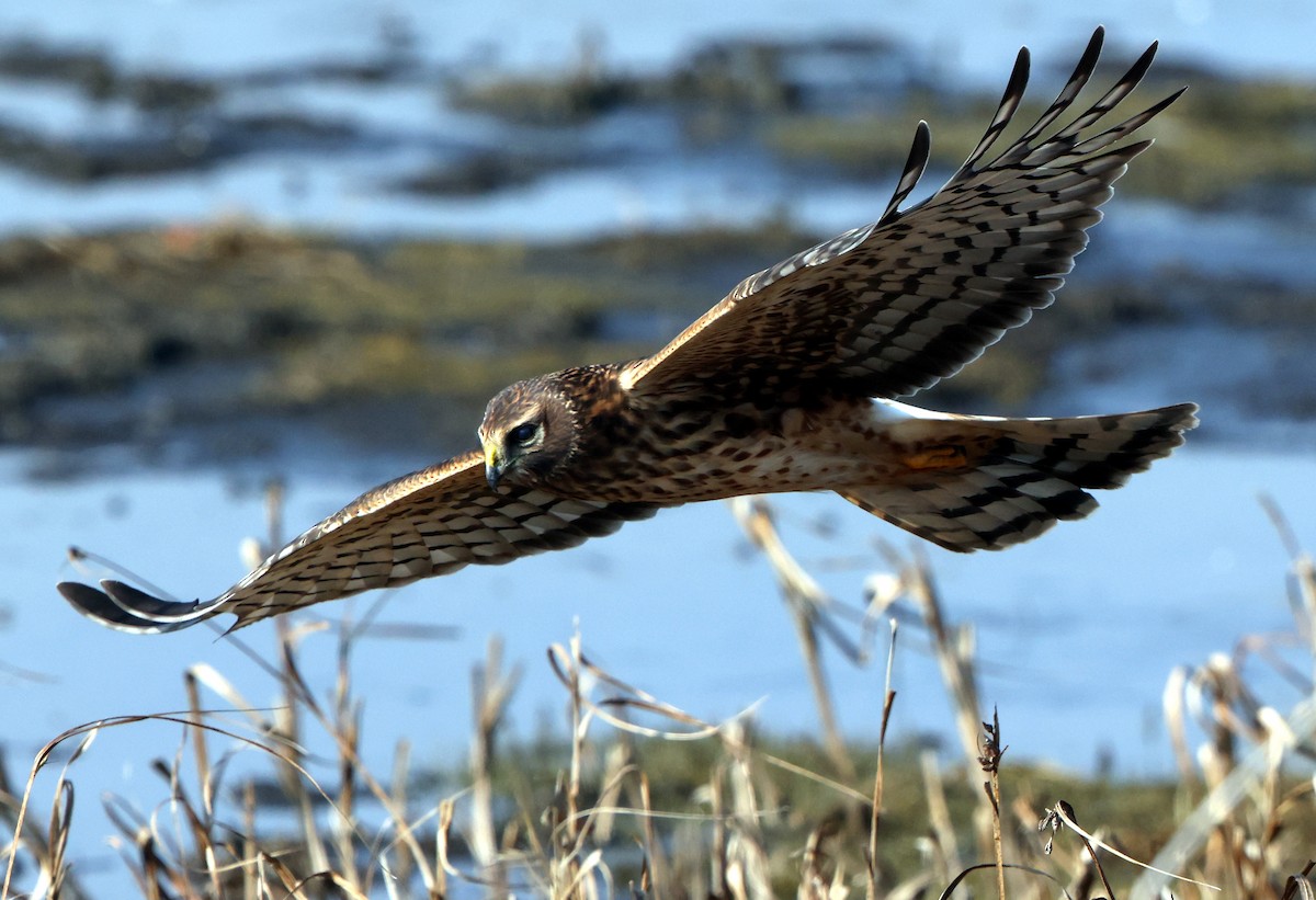 Northern Harrier - ML646473792