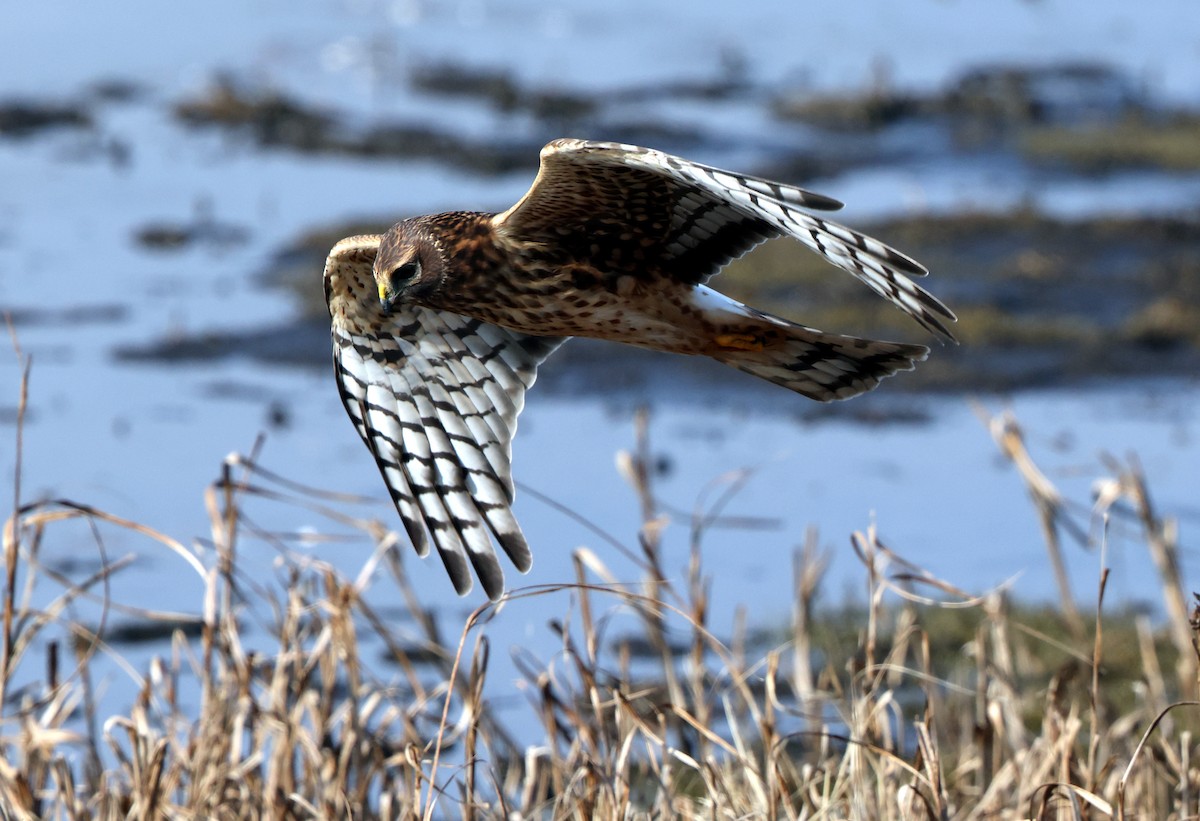 Northern Harrier - ML646473793