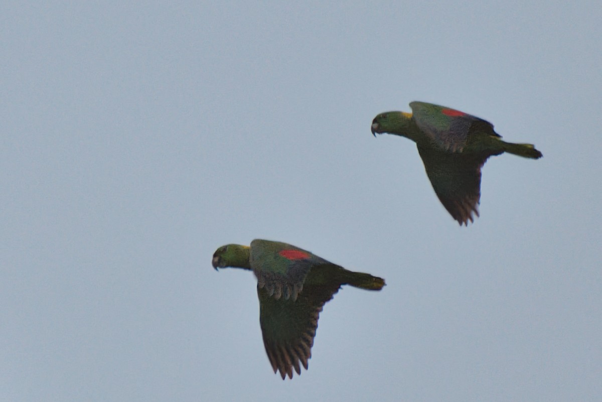 キエリボウシインコ - ML646473794