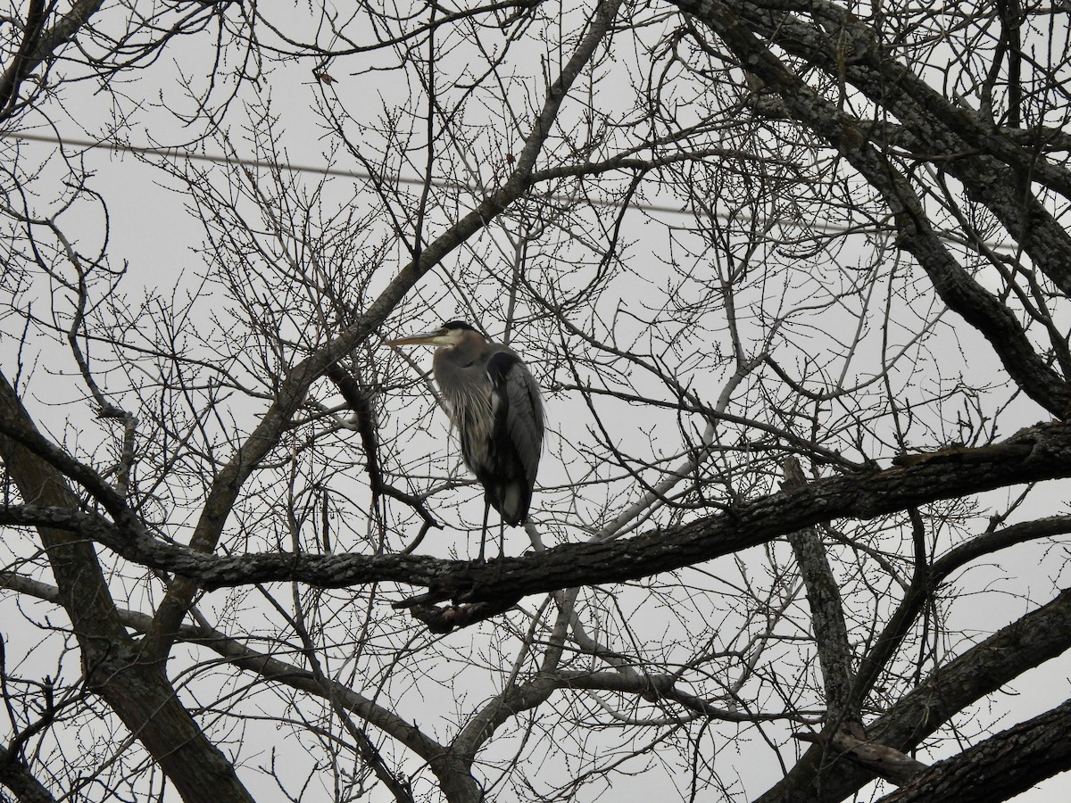 Kanadareiher - ML646473797