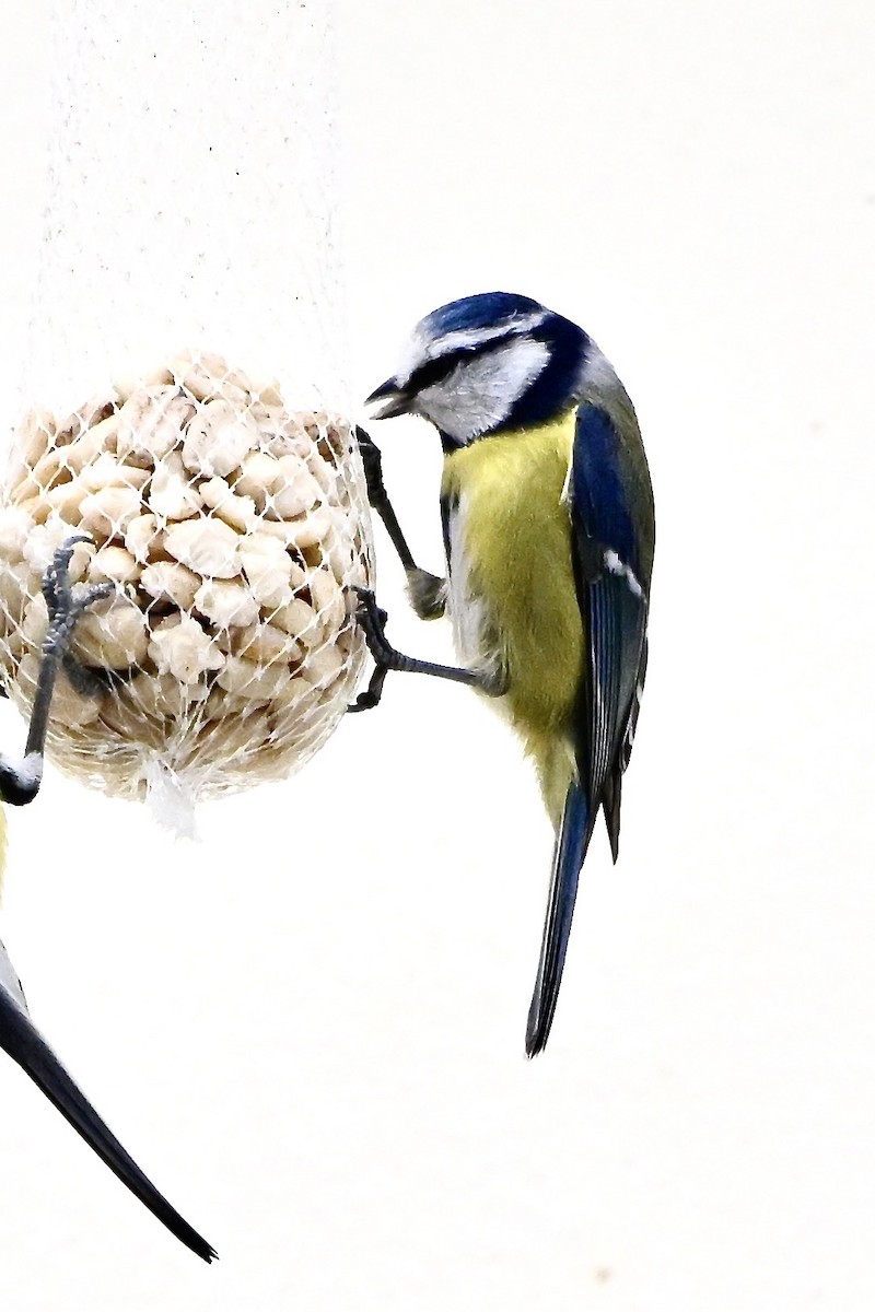 Herrerillo Común - ML646473802