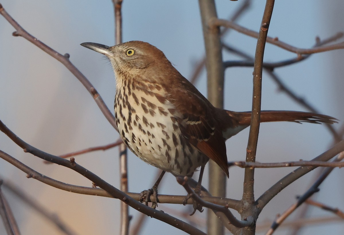 Kahverengi Çöpçü - ML646473805