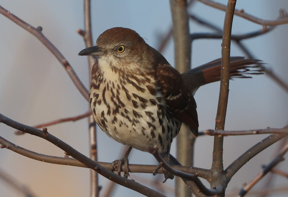 Kahverengi Çöpçü - ML646473808