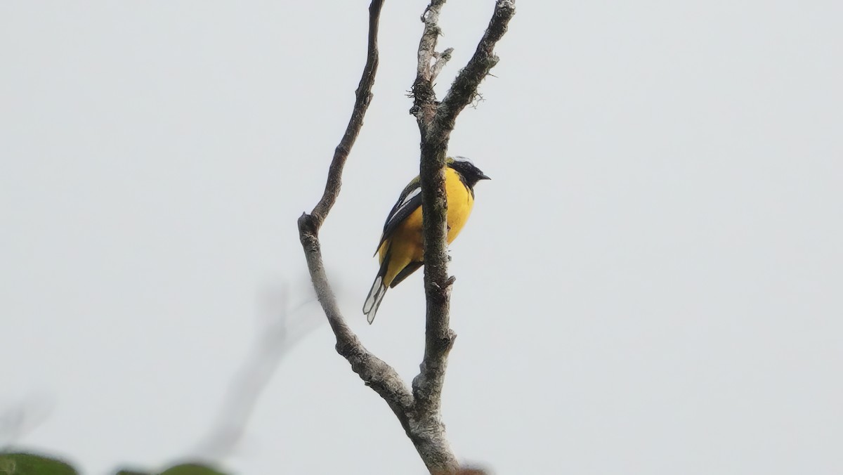Golden Cuckooshrike - ML646473815