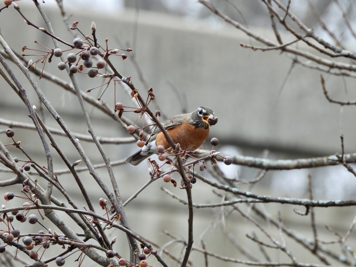 Wanderdrossel - ML646473819