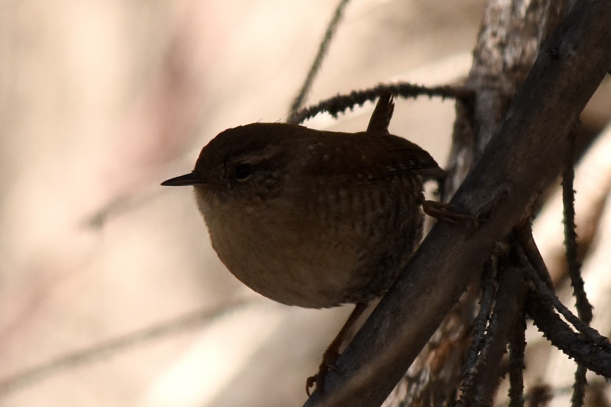 Winter Wren - ML646473822