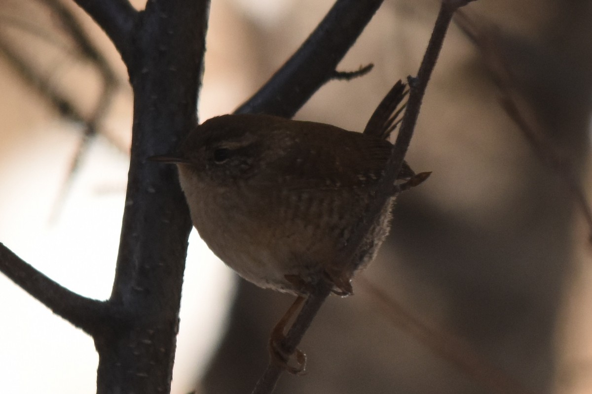 Winter Wren - ML646473823